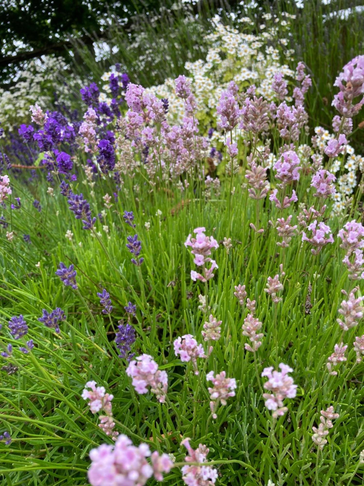 Lavender Cottage Gloucester Exteriér fotografie